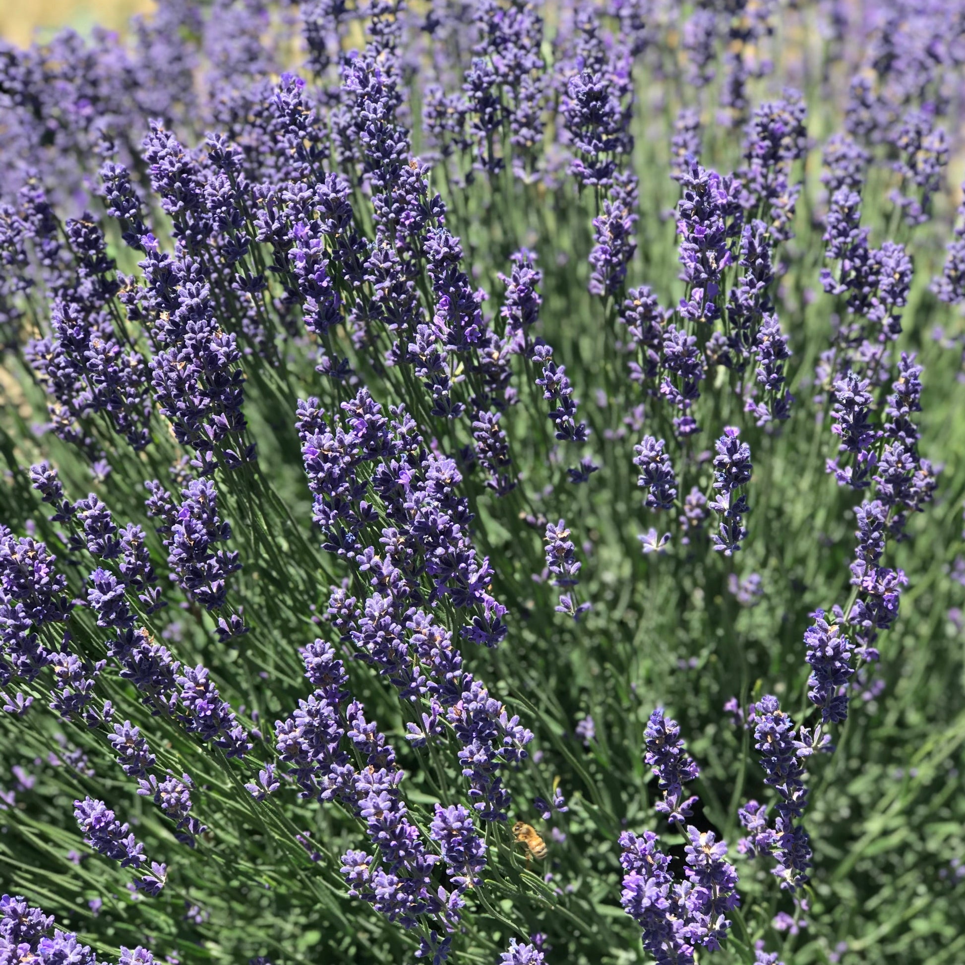 This is a photo taken outdoors on a sunny day of a lavender plant. The lavender flowers are a vibrant purple.